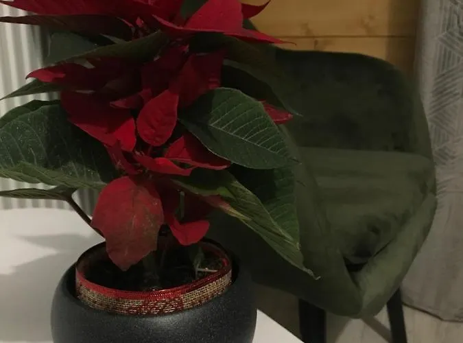 酒店 Konopka Forest & 布克维